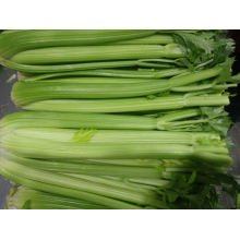 New Crop Fresh Celery